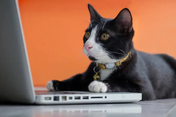 ¿Cómo aprenden las máquinas (y los gatos)?