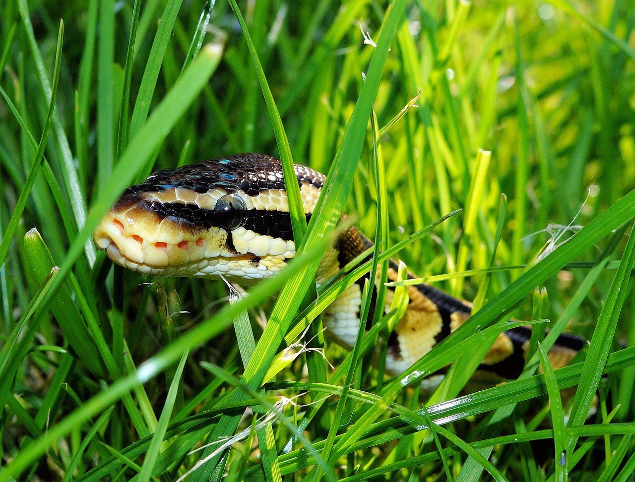 Guía paso a paso para instalar Python, Jupyter y crear entornos por proyecto 🐍✨