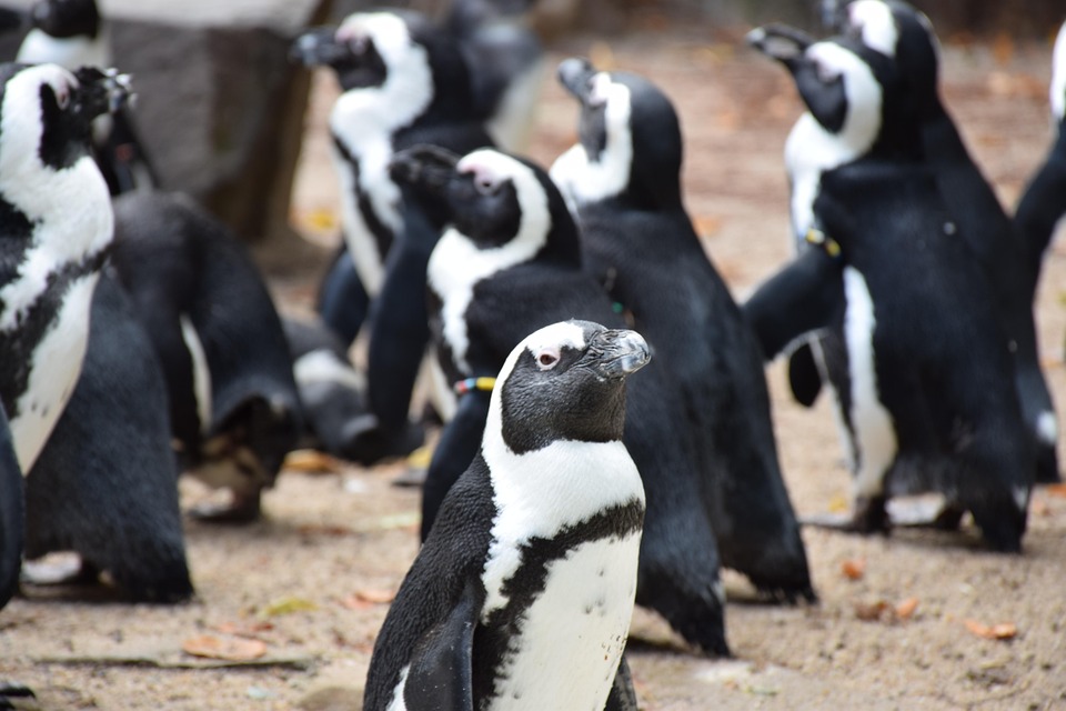 ¿Linux o Windows?